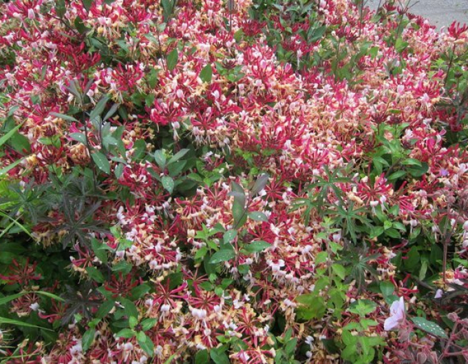 Wald-Geisschlinge Serotina
