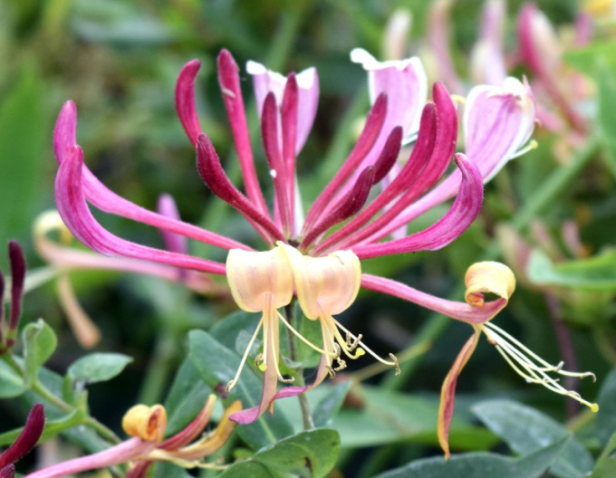 Wald-Geisschlinge Serotina