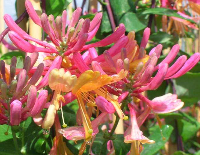 Feuer-Geißschlinge American Beauty