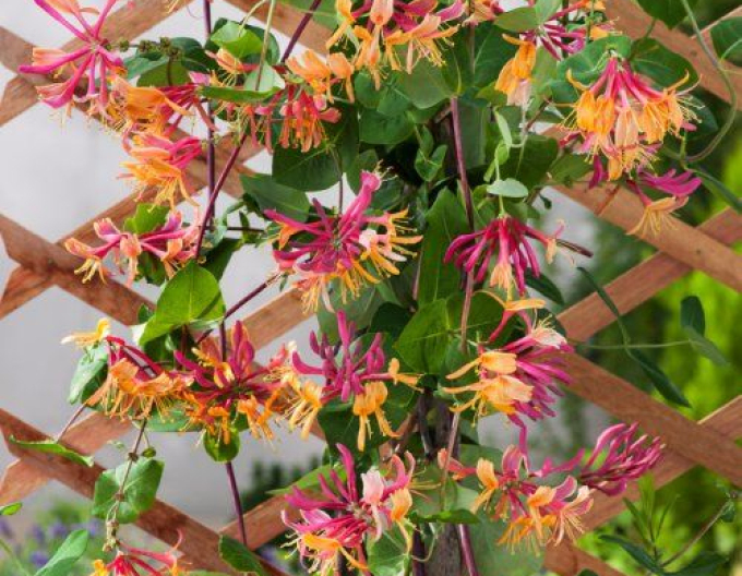 Feuer-Geißschlinge American Beauty