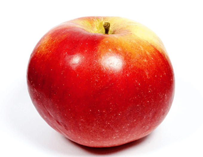 Winterapfel Idared auf M9, wurzelnackt