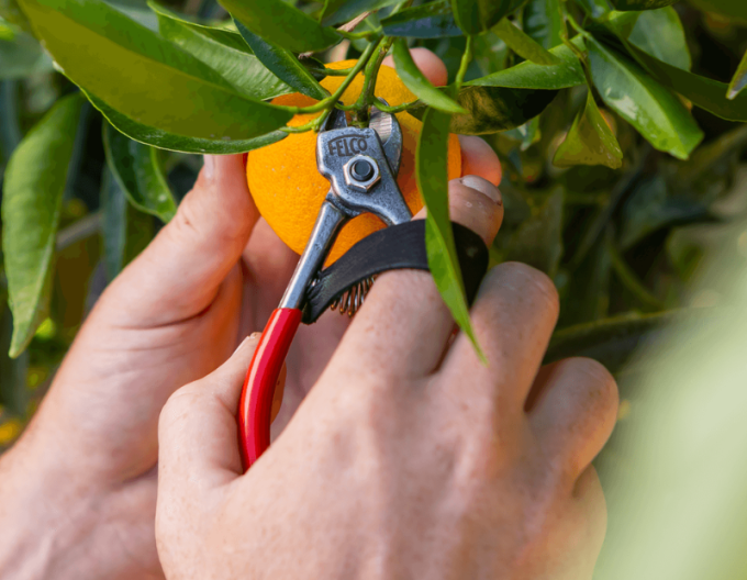 FELCO 330 Obstschere