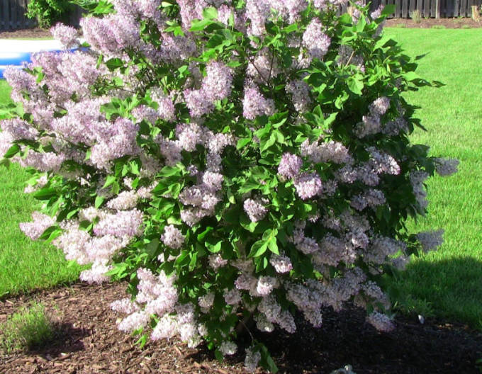 Breitwüchsiger Flieder Miss Kim