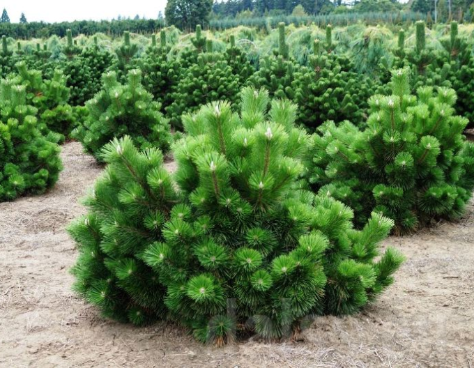 Thunberg-Kiefer Thunderhead