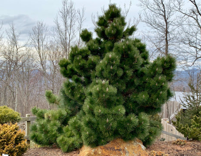 Thunberg-Kiefer Thunderhead