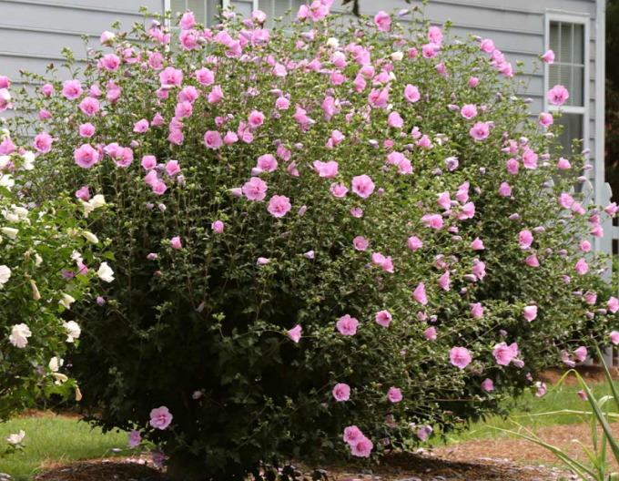 Garten-Eibisch Aphrodite