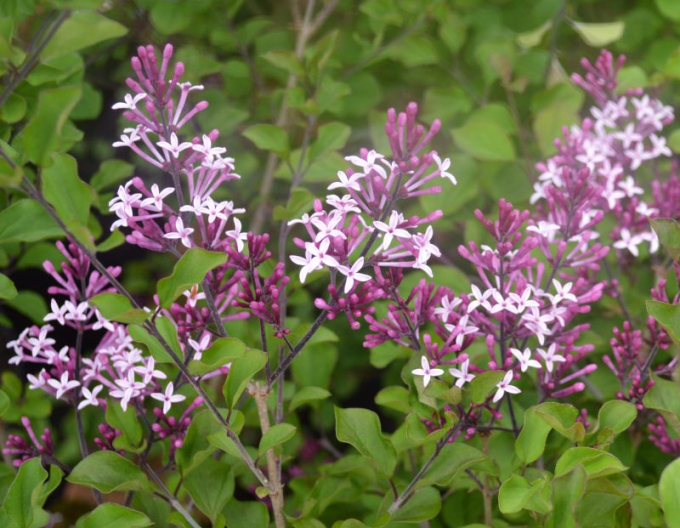 Meyers Flieder Pixie Red