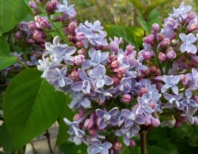 Gewöhnlicher Flieder Carpe Diem