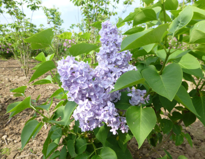 Gewöhnlicher Flieder Carpe Diem