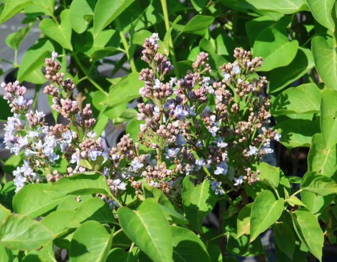Gewöhnlicher Flieder Carpe Diem