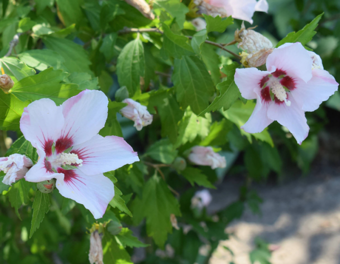 Garten-Eibisch Hamabo