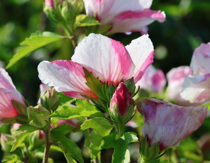Garten-Eibisch Hamabo