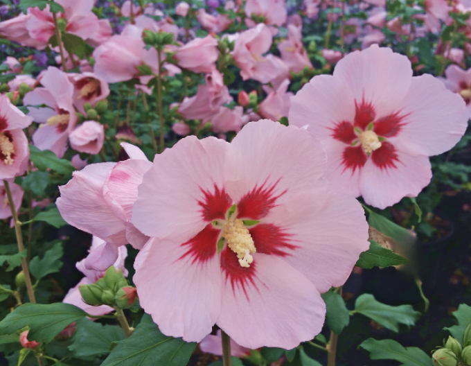 Garten-Eibisch Hamabo