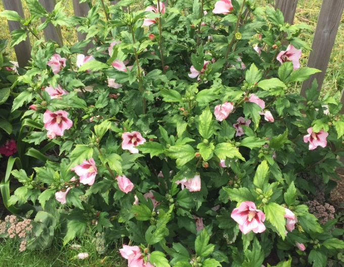 Garten-Eibisch Hamabo