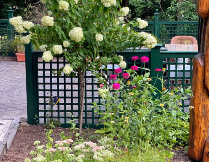 Hortensie Fraise Melba Stämmchen