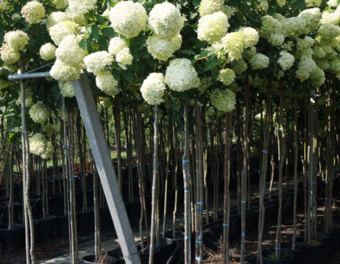 Hortensie Limelight - Stämmchen