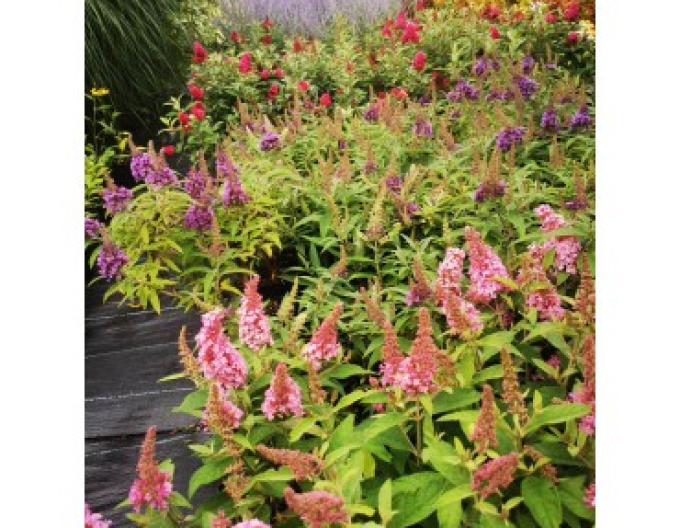 Budleja davidii Little Pink Zwerg