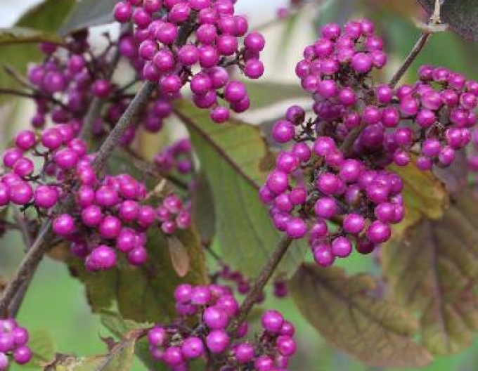 Schönfrucht Giraldii