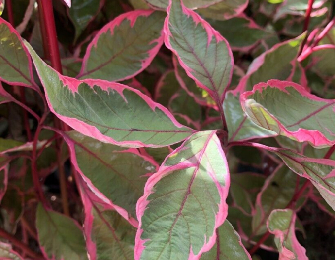 Weißer Hartriegel Miracle