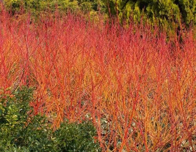 Hartriegel Anny Winter Orange