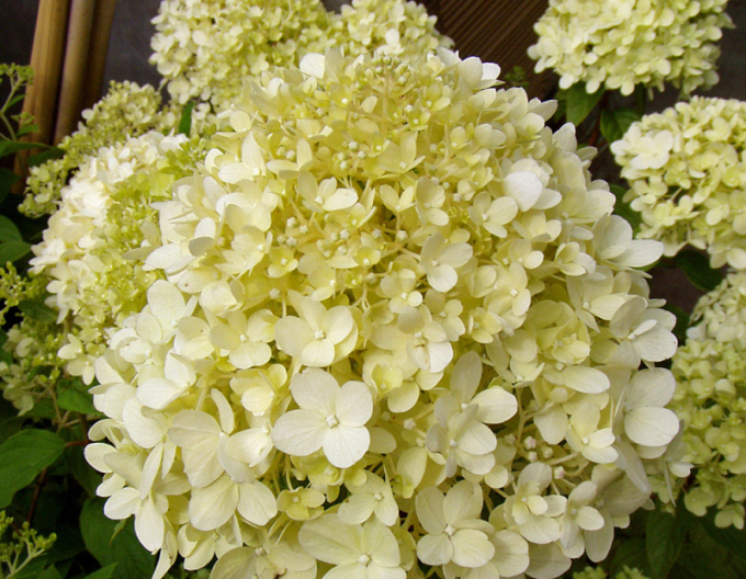 Hortensie Limelight - Stämmchen