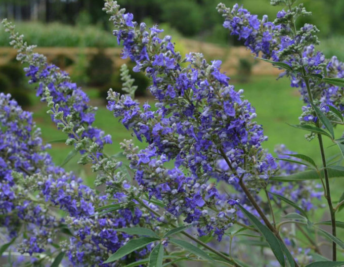 Vitex Magical Summertime Blues