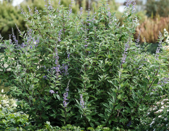 Vitex Magical Summertime Blues