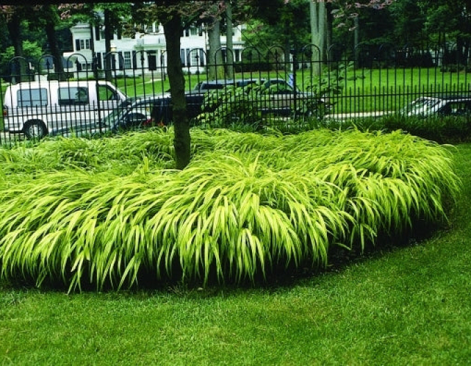 Japanisches Berggras Aureola 1,5l