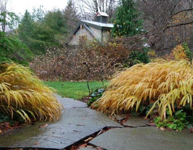 Japanisches Berggras Beni Kaze
