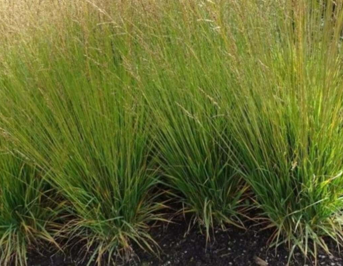 Pfeifengras Moorflamme