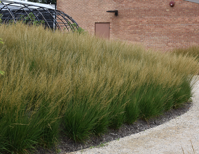 Pfeifengras Moorflamme