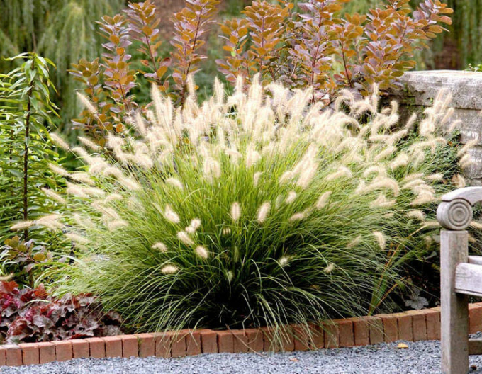 Lampenputzergras Casian