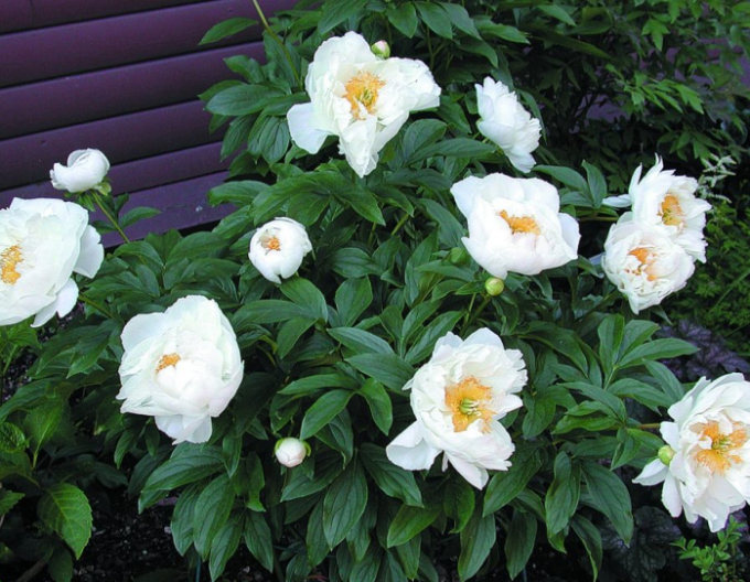 Chinesische Pfingstrose Miss America