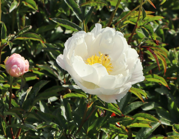 Chinesische Pfingstrose Miss America