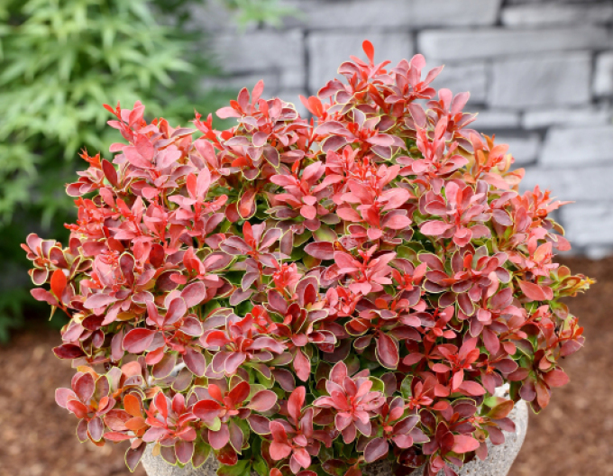 Berberitze Admiration