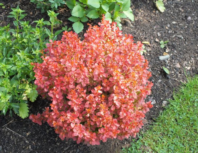 Berberitze Admiration