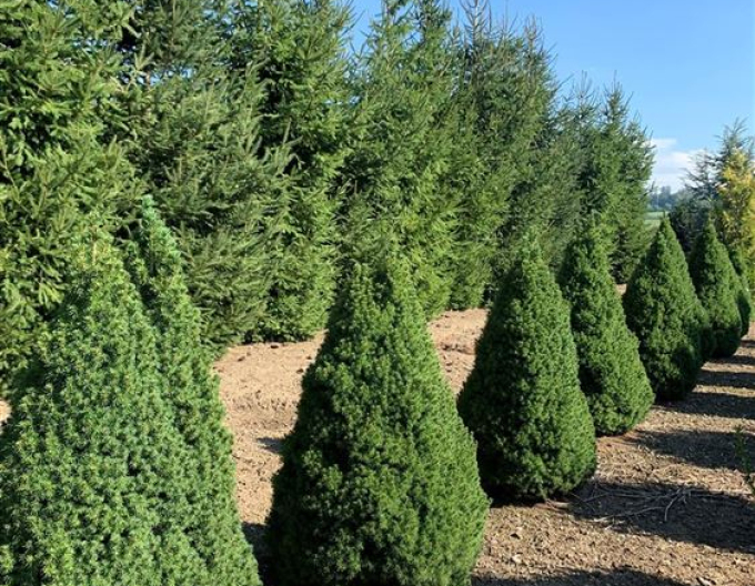 Weißfichte Conica 100- 110cm