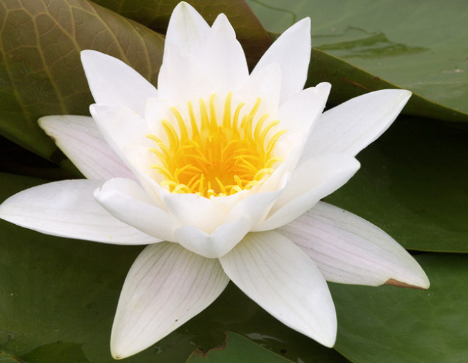 Seerose ´Alba Plenissima´