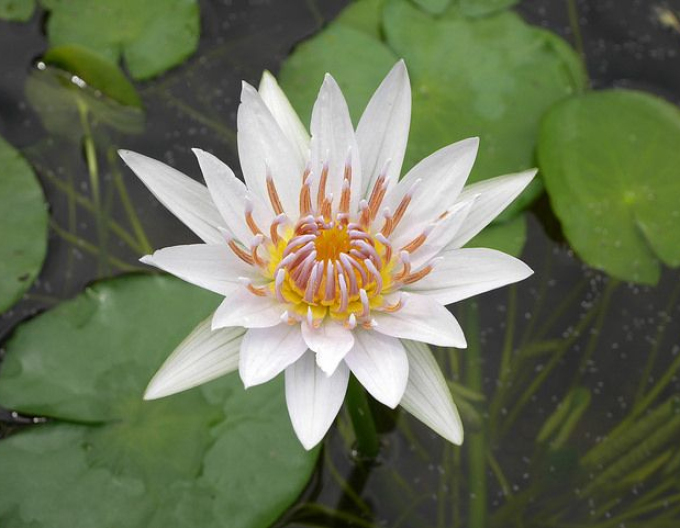 Seerose ´Alba Plenissima´