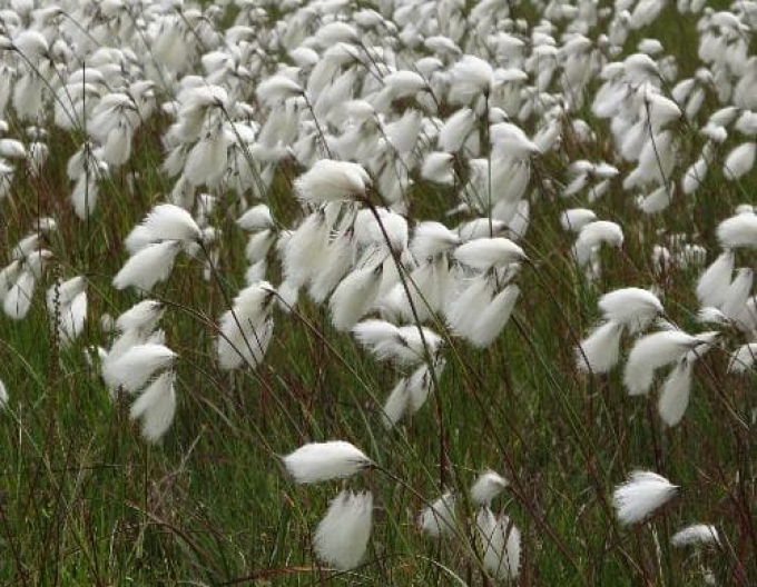 Schmalblättriges Wollgras