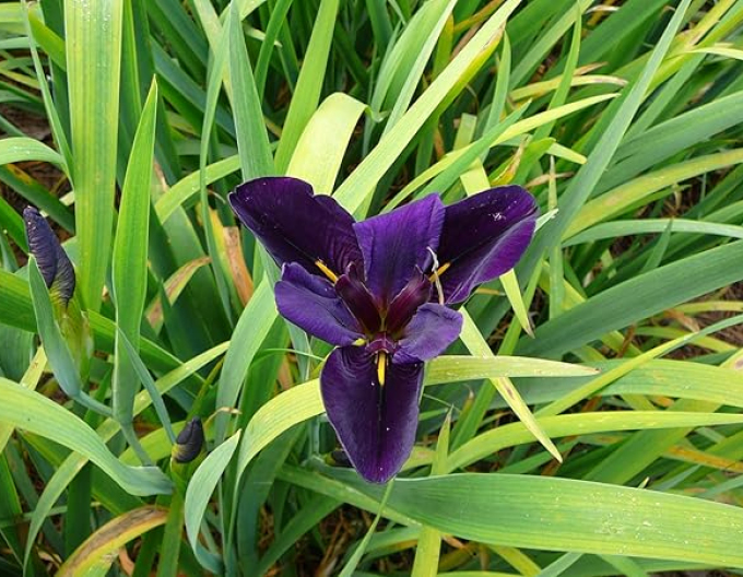 Iris Black Gamecock