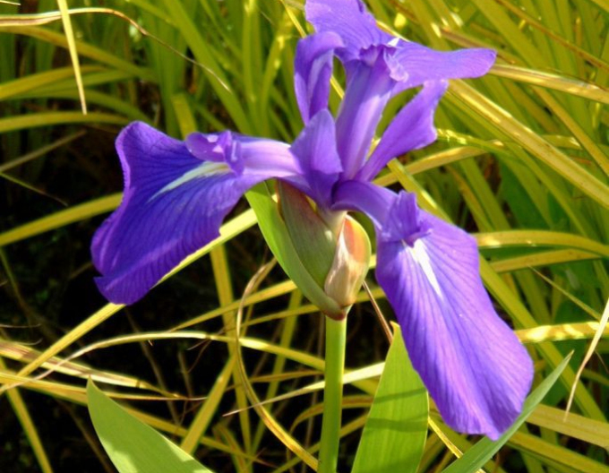 Iris Black Gamecock