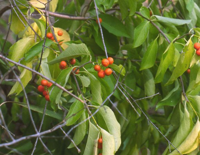 Rotblättriger Baumwürger Hermaphroditus