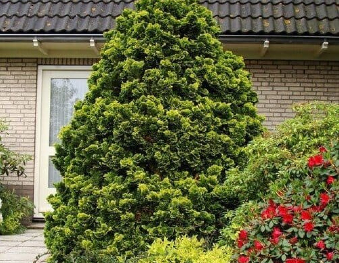 Hinoki-Zypresse Aurea Nana Stämmchen