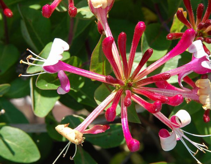 Immergrünes Geißblatt