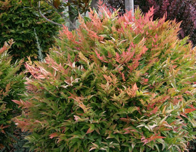Nandina Gulf Stream 20/25cm