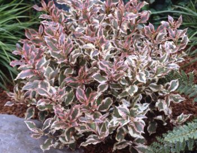 Weigelie florida Monet