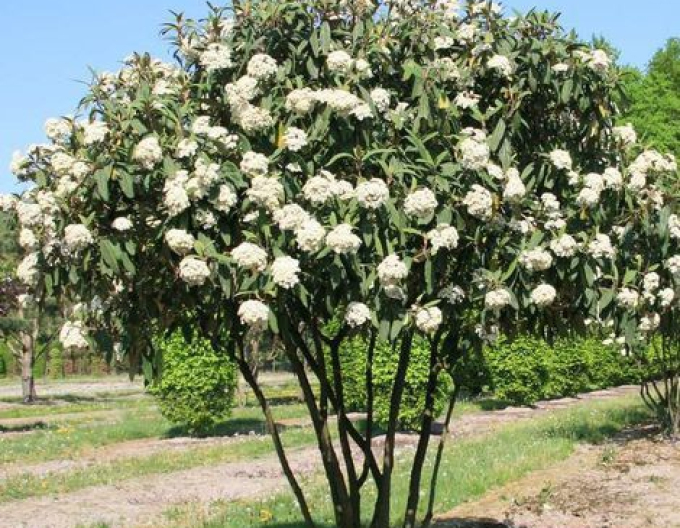 Kalina faltig-blättrig 5L