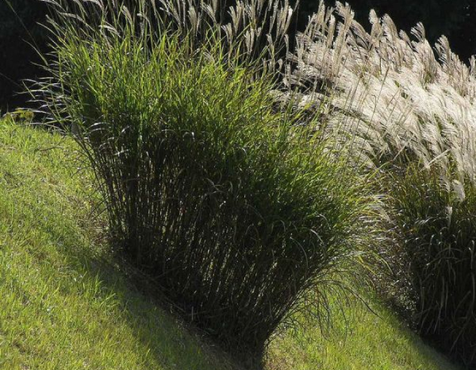 Chinesische Zierpflanze "Silberfeder"