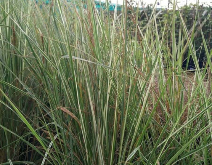 Hohes Reitgras Overdam 2l